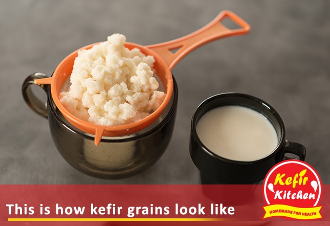 This is how real kefir grains look like